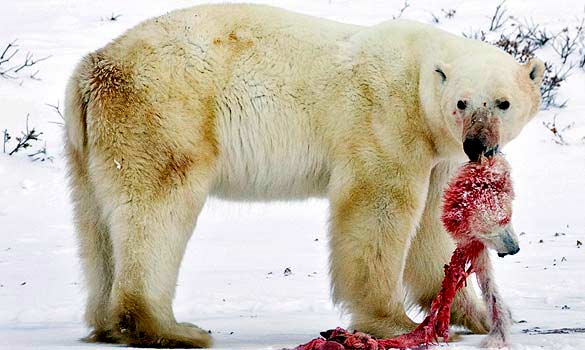 polarbear