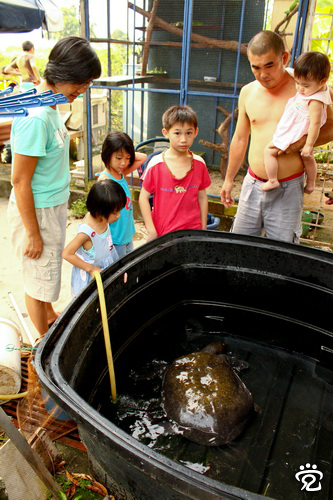Jamie's family and neighbours with the soft-shell turtle