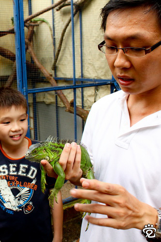 Explaination of the iguana's nature by Jamie