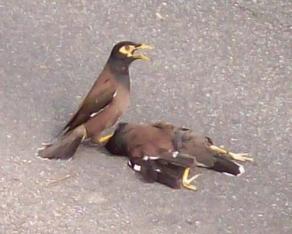 同伴遭车辗毙，情深的八哥鸟在鸟尸旁守尸及哀鸣。（图：星洲日报）