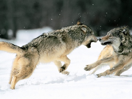 Fighting from http://www.desktopnexus.com