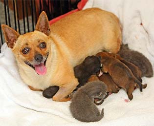 Tinkerbell with her extended litter. The kittens eagerly join in with the puppies at feeding time. Picture: LEIGH WINBURN