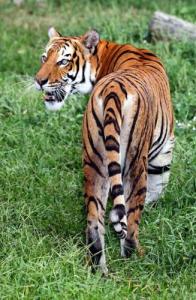 森林之王老虎在自然界中没有天敌，相等於动物界里的“皇帝”。