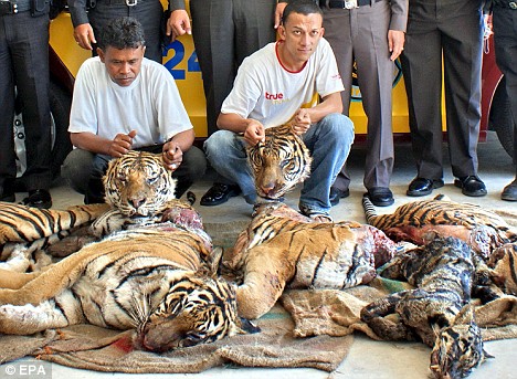 The bodies and heads of the poached tigers in Thailand are displayed. Photo from www.dailymail.co.uk/