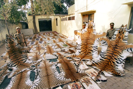 Tiger Poaching Ring Busted by Indian Police. Photo from current.com