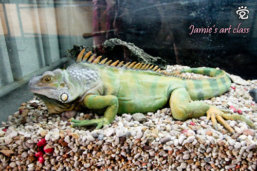 IMG_9700 Another iguana clay art by Jamie