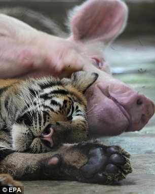 The piglet and cub are blissfully dreaming (photo from http://www.dailymail.co.uk/)