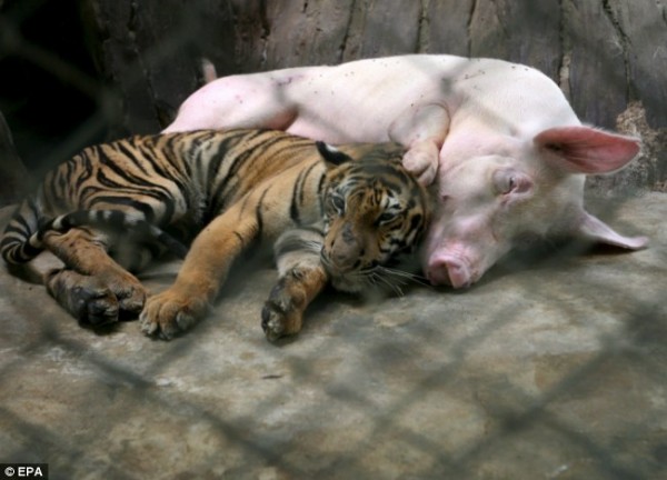 Nap time: A piglet and a tiger cub snuggle together at the Sriracha Tiger Zoo in Thailand (photo from http://www.dailymail.co.uk/)