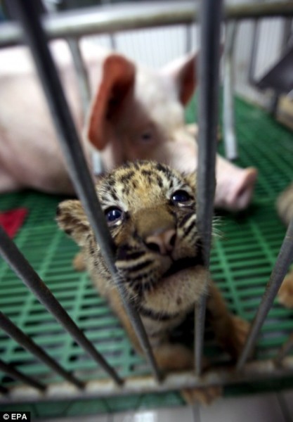 A tiger cub at the zoo with its adoptive mother - a sow (photo from http://www.dailymail.co.uk/)