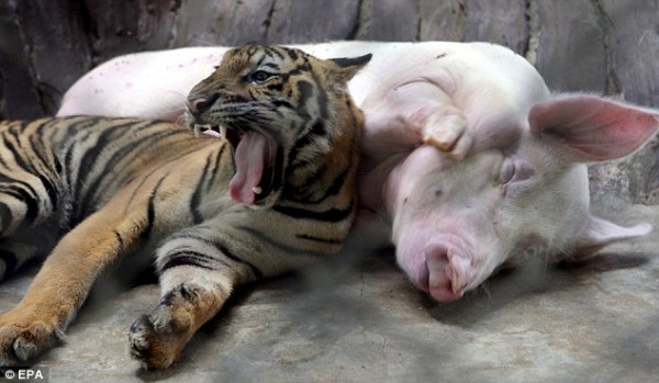 Rise and shine: The tiger cub yawns and the piglet stretches its little trotter as the pair begin to slowly awaken (photo from http://www.dailymail.co.uk/)