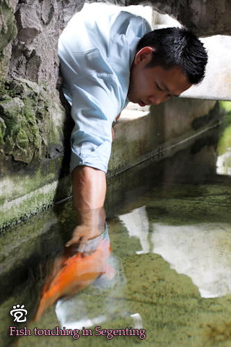 Murphy was touching a gold Japanese Koi