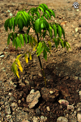 Little plant