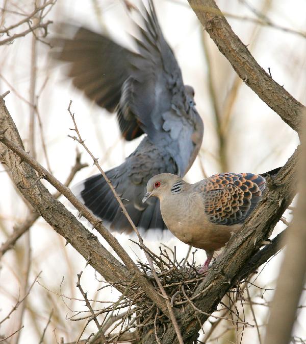 两只朱颈斑鸠正在小壁林场筑巢 (photo by 田瑞夫)