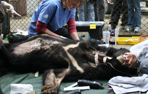 兽医对情况最糟的黑熊最先进行救治