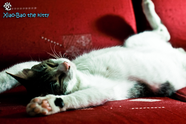 Xiao-Bao the kitty on couch