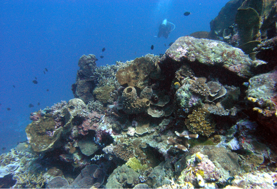 Coral life of North Sulawesi