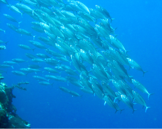 Long jawed Mackerels