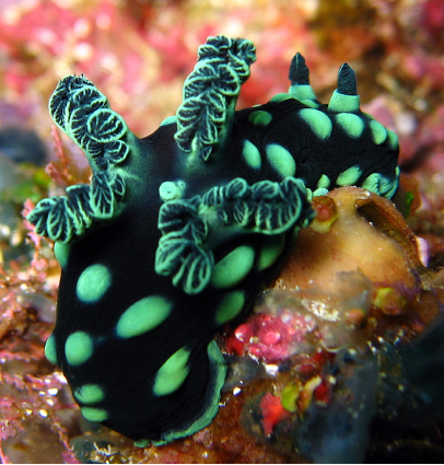 Nembrotha Cristata