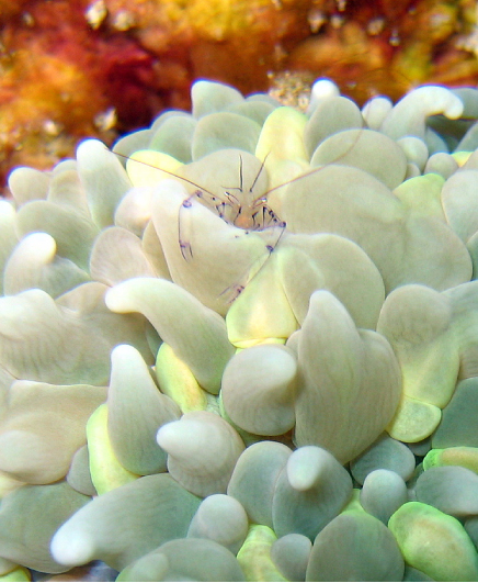 Translucent Coral Shrimp