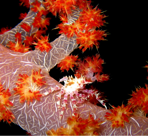 Candy (Decorator) Crab