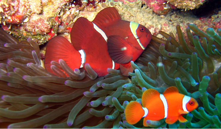 Spinecheek Anemone fish