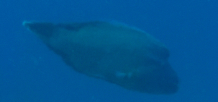 Napoleon Wrasse