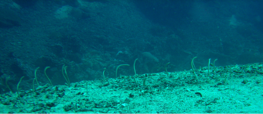 Spotted Garden Eels