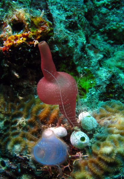 The "Gourd" Ascidian