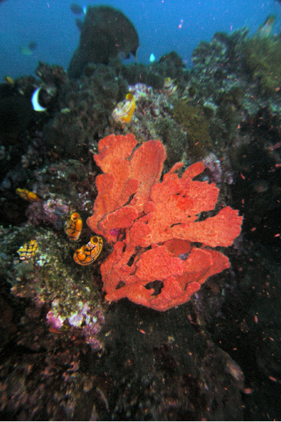 Bright Orange Sponge