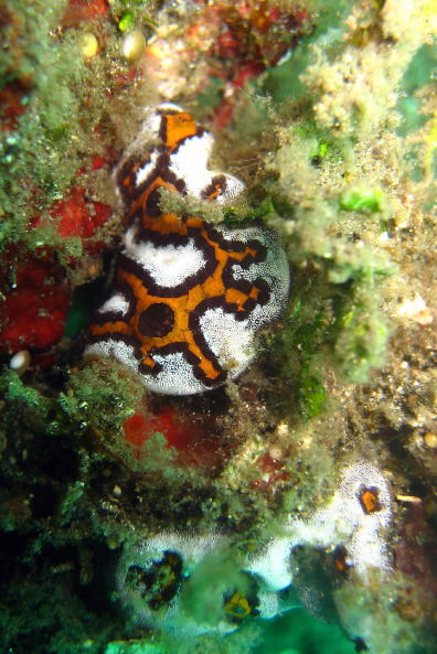 "Matted" Sea Squirt