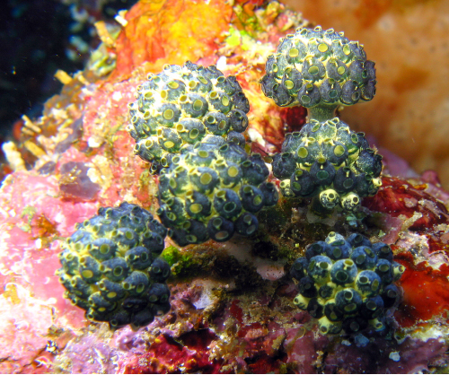 "Granade" Tunicates