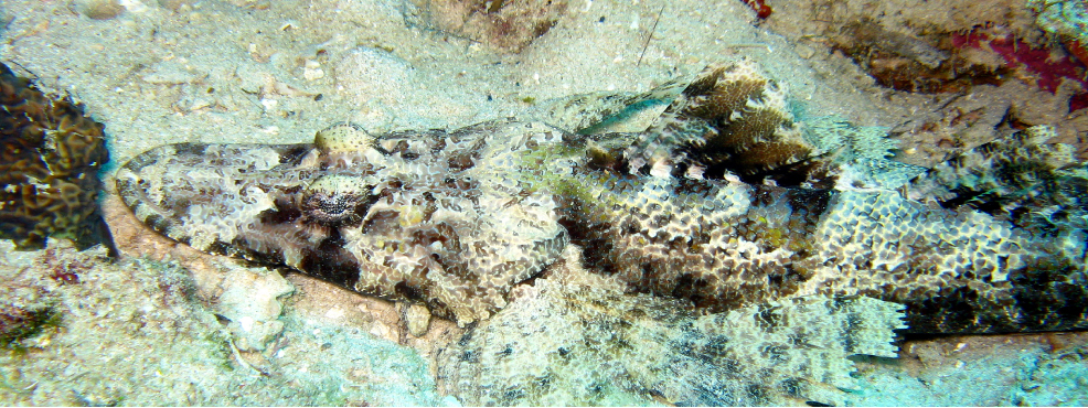 Horned Flathead (Crocodilefish)