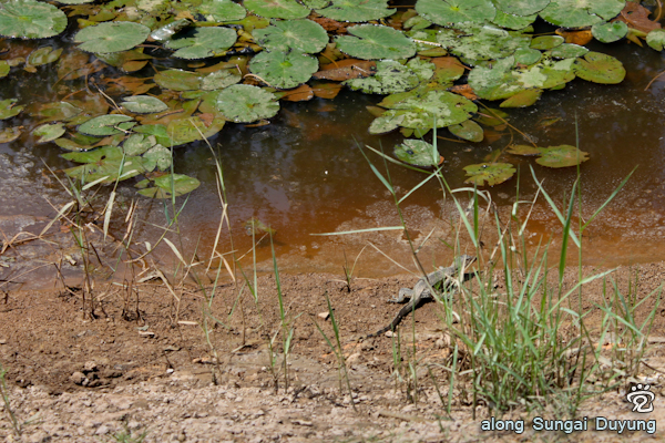 a little monitor lizard fleeing away from the camera