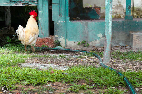 Cock