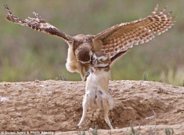 Brotherly love: But in a tender moment that seems almost human, the owlet appears to nuzzle up to his sibling