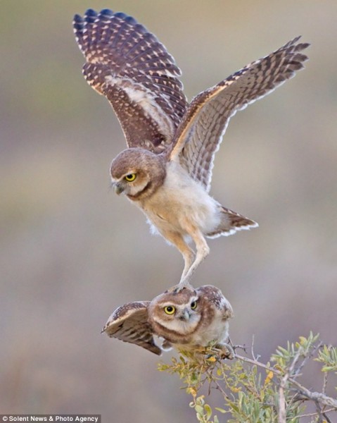 Dropping in: The playful bird perched on his brother's head as wildlife photographer Rob Palmer took the amazing shots in the Colorado desert