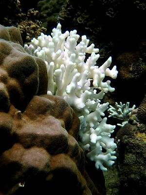 Coral bleaching in Santelmo, Philippines