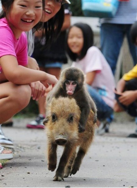 Monkey baby piglet rodeo / 孤儿猴猪好哥儿们