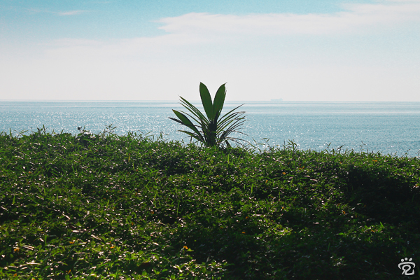 green green grass by the beach