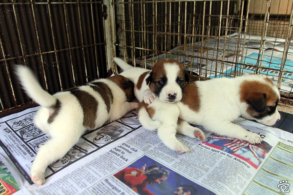 three white with brown spots puppies for adoption