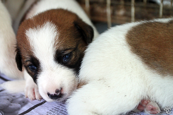 sleepy puppy