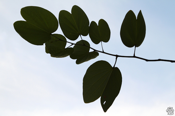 leaves