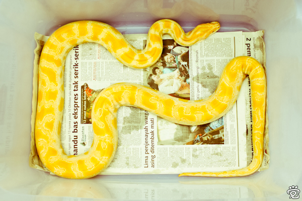 albino