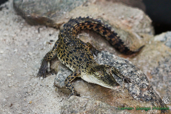 baby croc