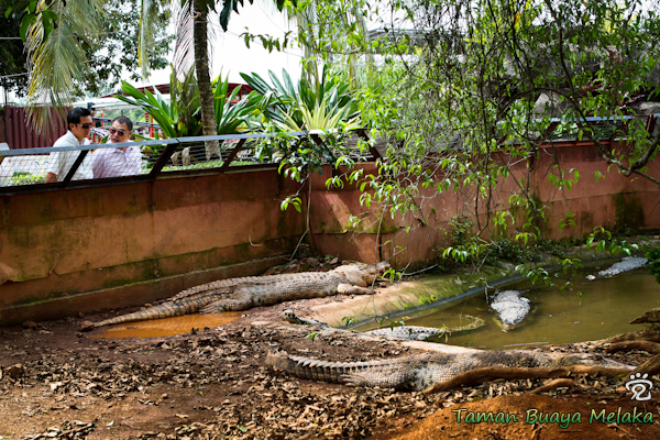 Stephen and Henry in Melaka Crocodile Park