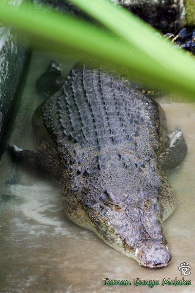 huge 3.9-meter saltwater crocodile captured in Kampung Jawa, Melaka River
