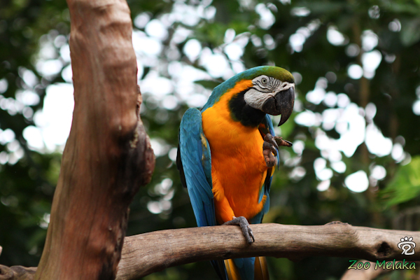 "welcome to the Melaka Zoo"