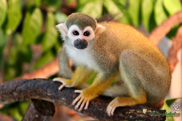 a cute monkey
