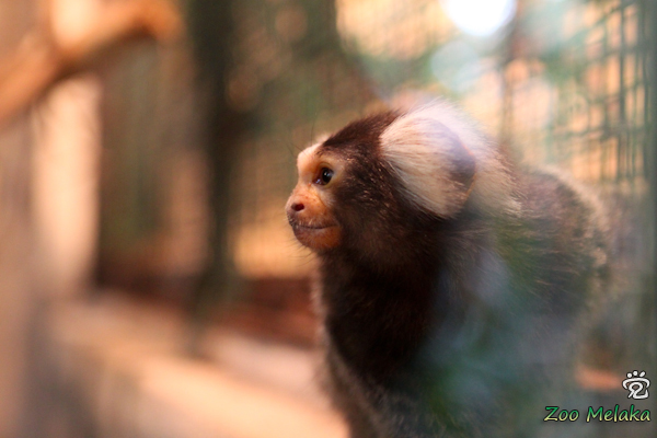 another cute monkey