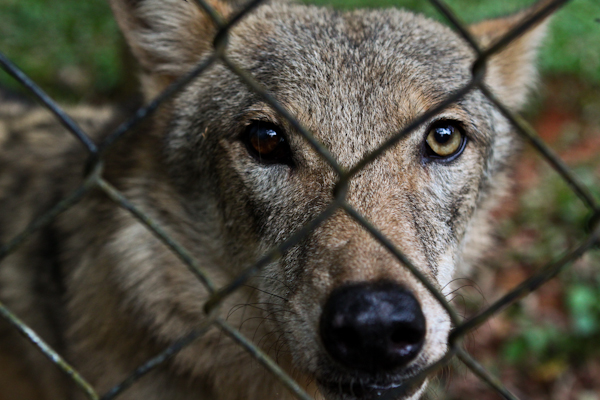 wolf with a pair of different color eyes